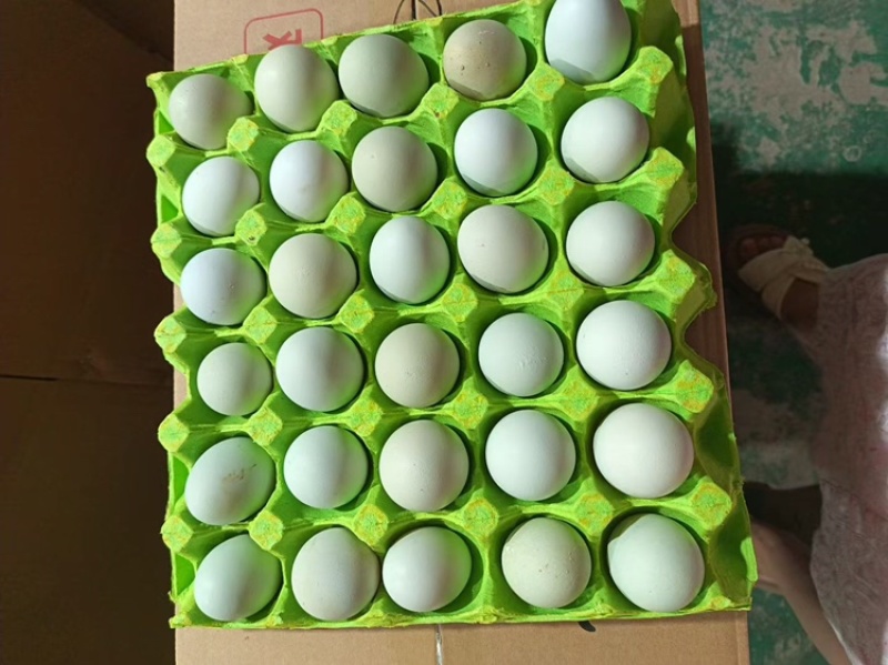 新鲜散养绿壳乌鸡蛋寻找长期合作客源