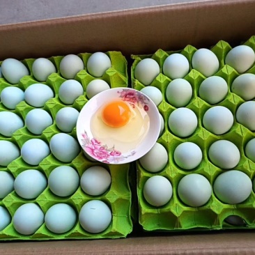 新鲜散养绿壳乌鸡蛋寻找长期合作客源