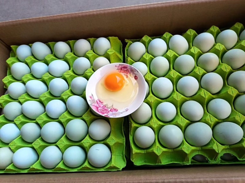 新鲜散养绿壳乌鸡蛋寻找长期合作客源