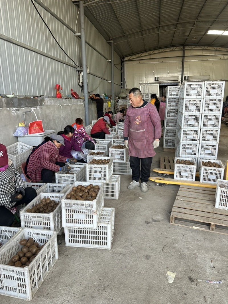 周至徐香绿心猕猴桃