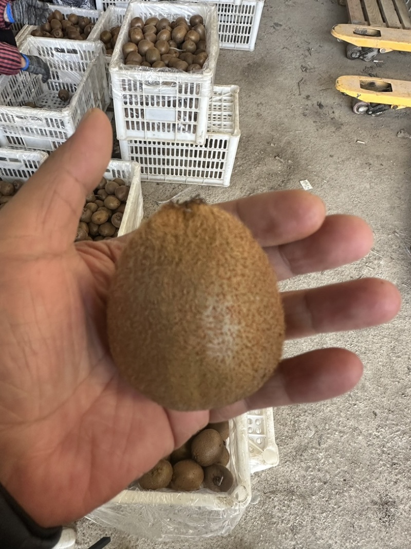 周至徐香绿心猕猴桃