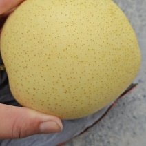 各种品种梨有7两，8两，9两到1斤2两左右的，需要收购的联系