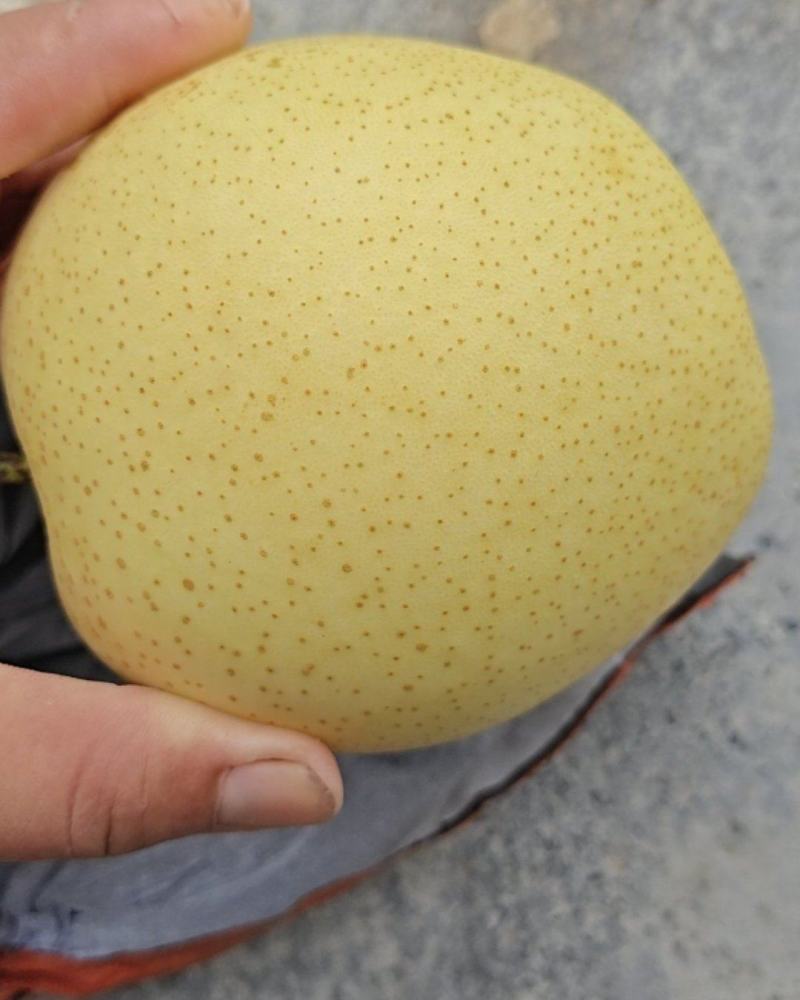 各种品种梨有7两，8两，9两到1斤2两左右的，需要收购的联系