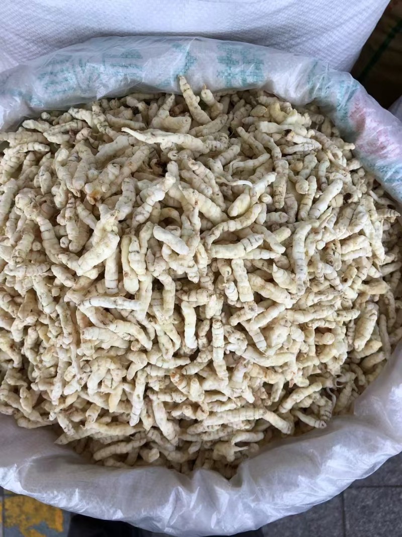 藏区高海拔山货草石蚕、白虫草，螺丝菜，宝塔菜