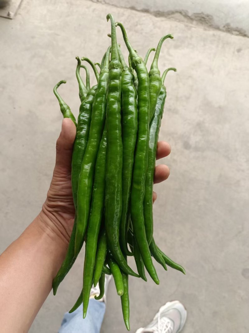 甘肃二荆条辣椒大量接单产地直发量大从优欢迎来电