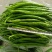 甘肃二荆条辣椒大量接单产地直发量大从优欢迎来电