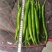 甘肃二荆条辣椒大量接单产地直发量大从优欢迎来电