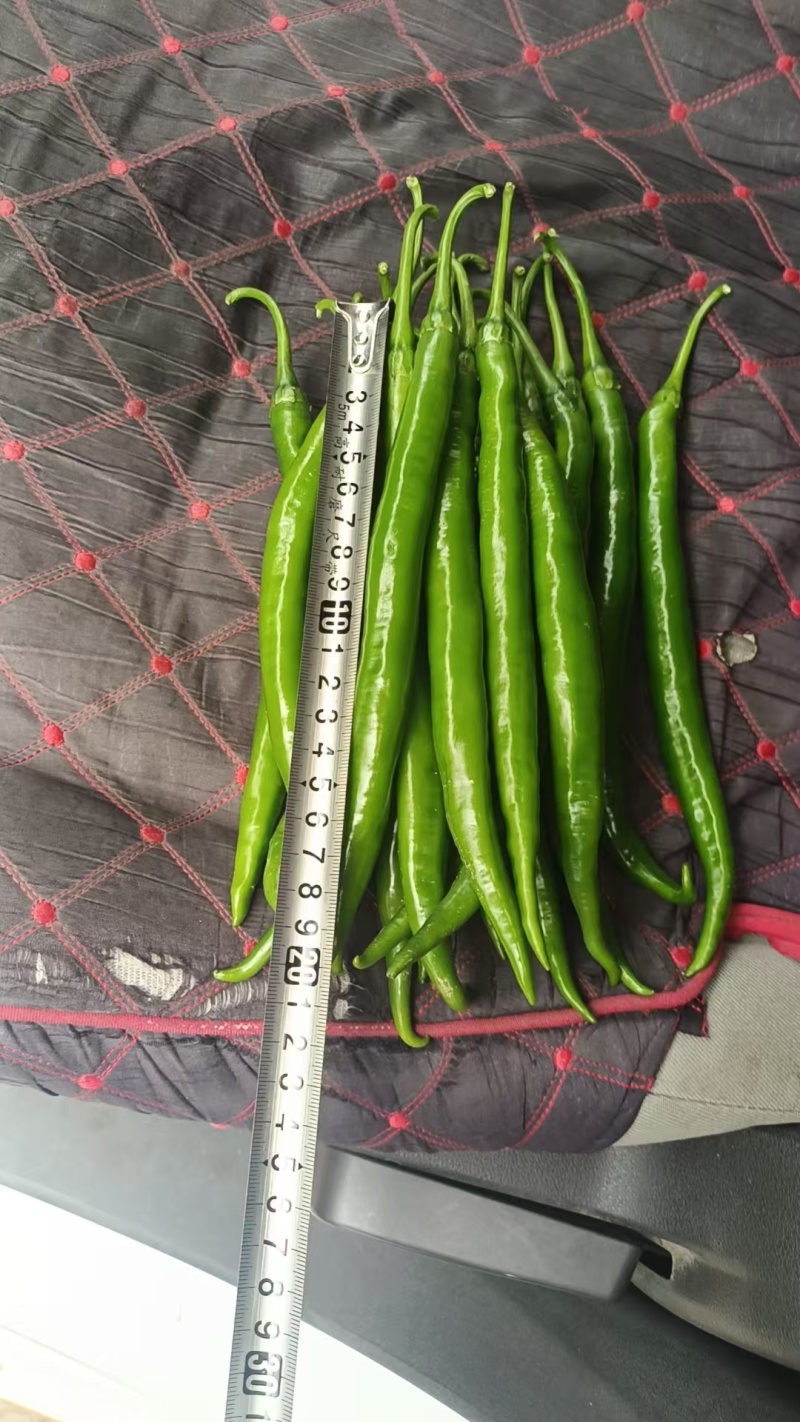 甘肃二荆条辣椒大量接单产地直发量大从优欢迎来电