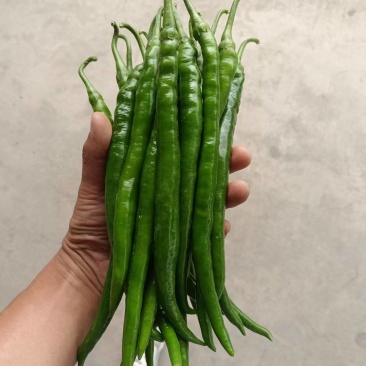 甘肃二荆条辣椒大量接单产地直发量大从优欢迎来电