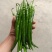 甘肃二荆条辣椒大量接单产地直发量大从优欢迎来电