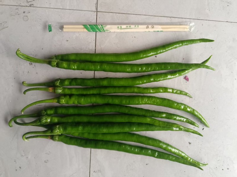 甘肃二荆条辣椒大量接单产地直发量大从优欢迎来电