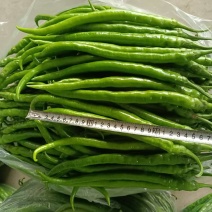 甘肃陇南硬皮二荆条辣椒大量供应产地直发欢迎下单
