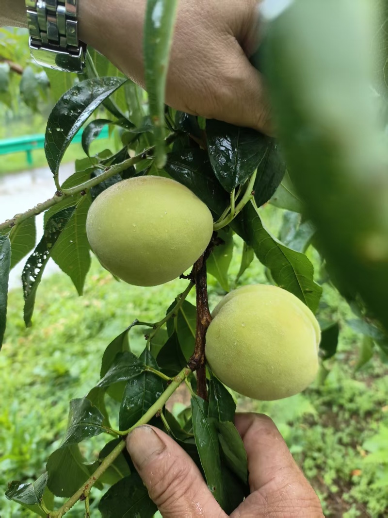 锦绣黄桃高山黄桃