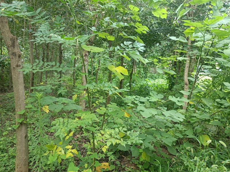 三营花卉苗圃
