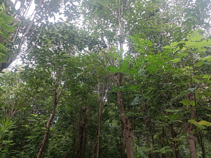 三营花卉苗圃