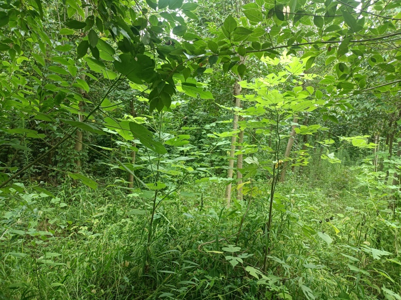 三营花卉苗圃