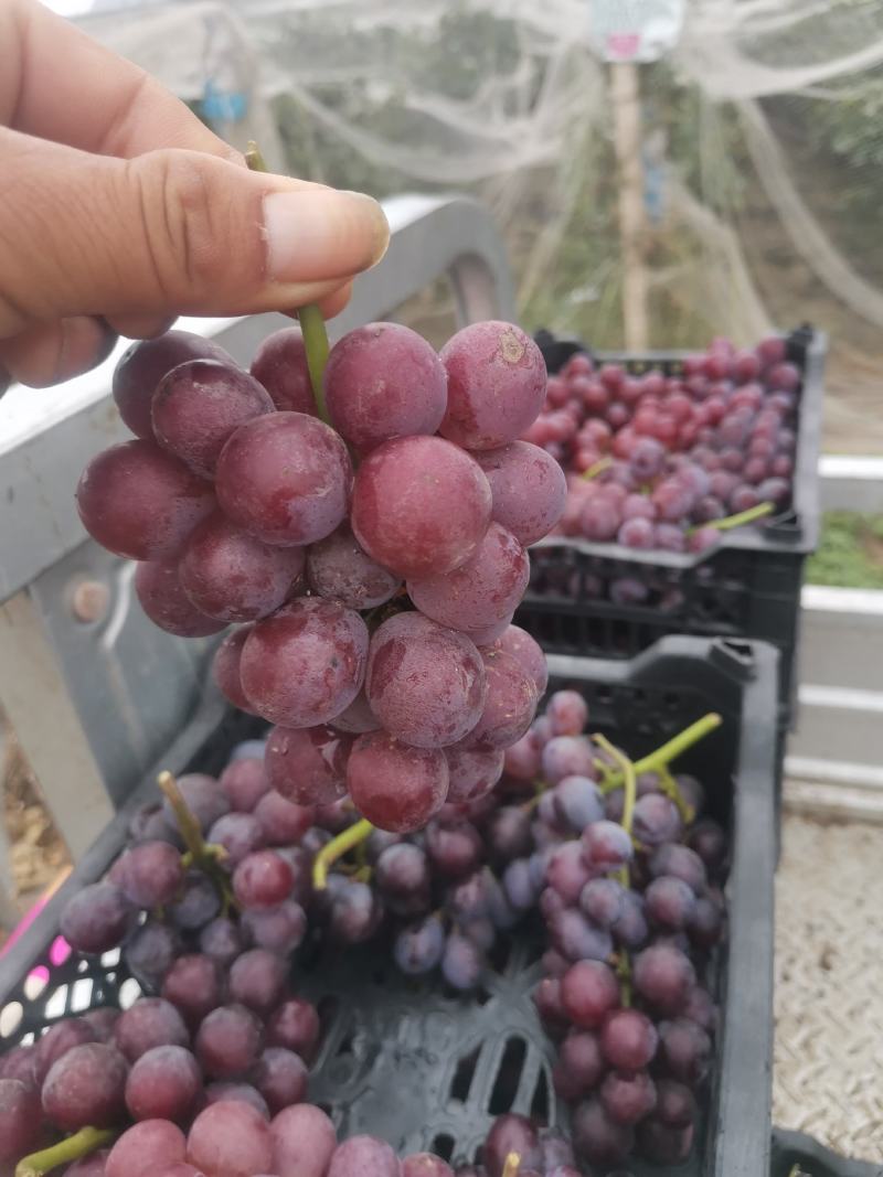 河北邢台广宗沙地巨峰葡萄目前大量有货，有需要的各位老板通