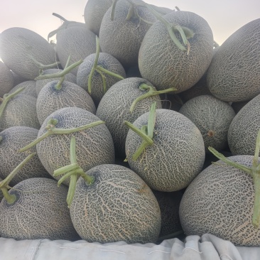 精品哈密瓜西州蜜17号大量有货质量保证