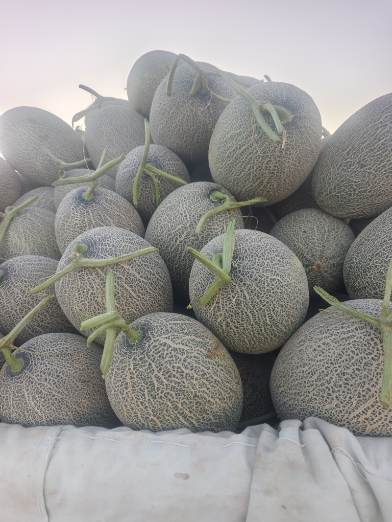 精品哈密瓜西州蜜17号大量有货质量保证