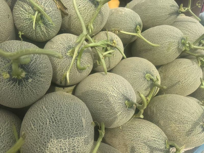 精品哈密瓜西州蜜17号大量有货质量保证