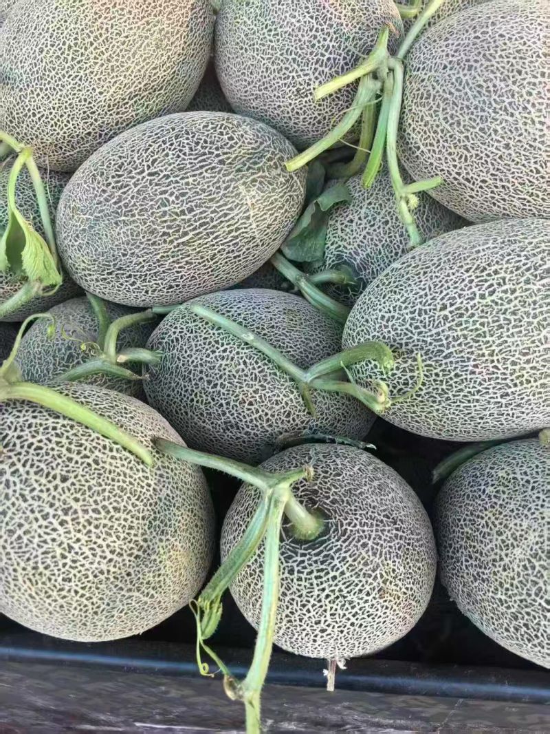 精品哈密瓜西州蜜17号大量有货质量保证