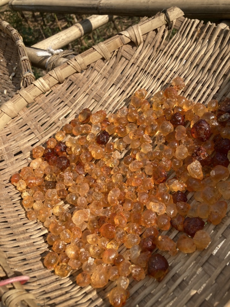 精品桃胶，纯手工修剪