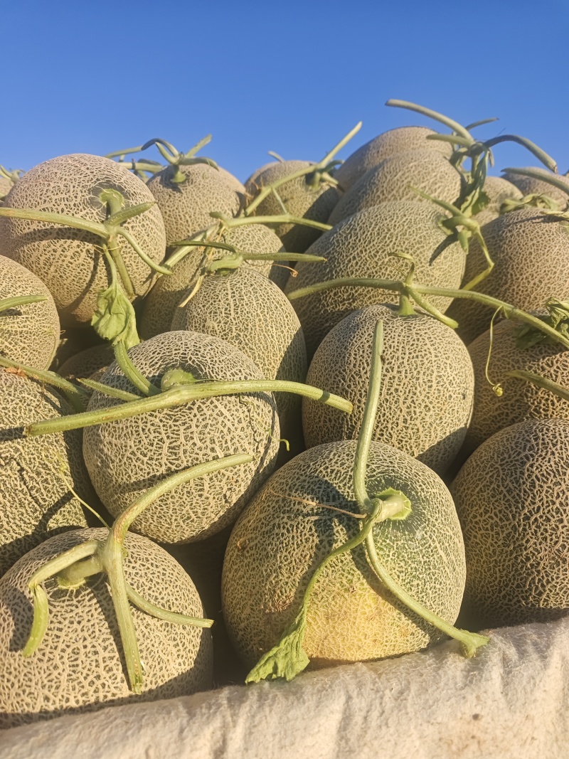 精品哈密瓜西州蜜17号大量有货质量保证