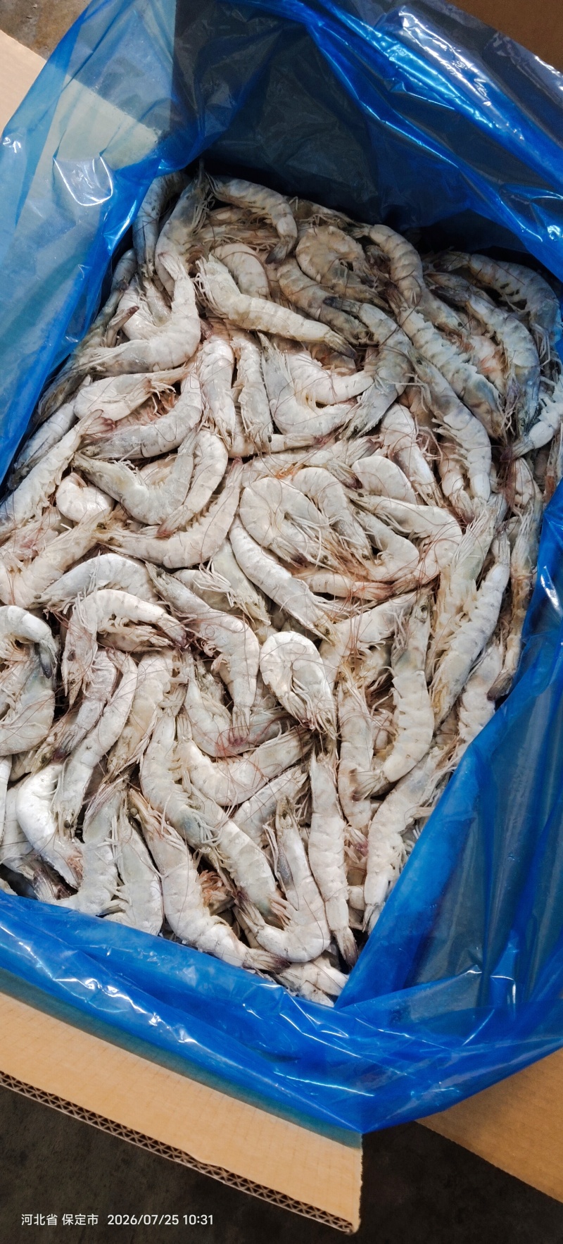 海洋大虾30/40原装