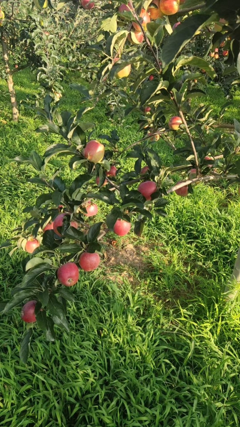 嘎拉苹果