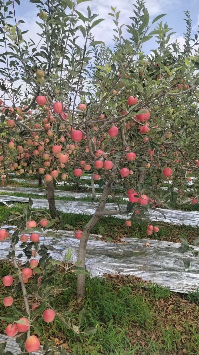 嘎拉苹果