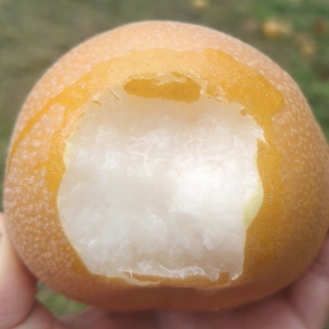 云南高山黄皮梨