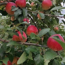 红露苹果大量供应市场，工厂果，超市电商平台，欢迎来电咨询