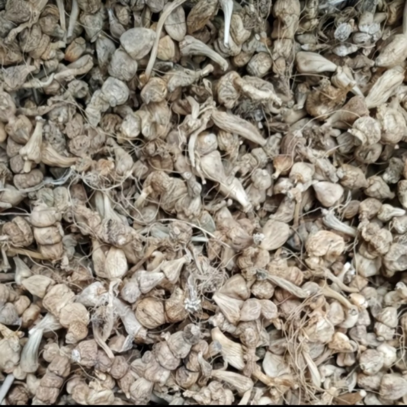 算盘子贵州新鲜咕噜子中药材珍珠七珠珠九子地下珍珠九子