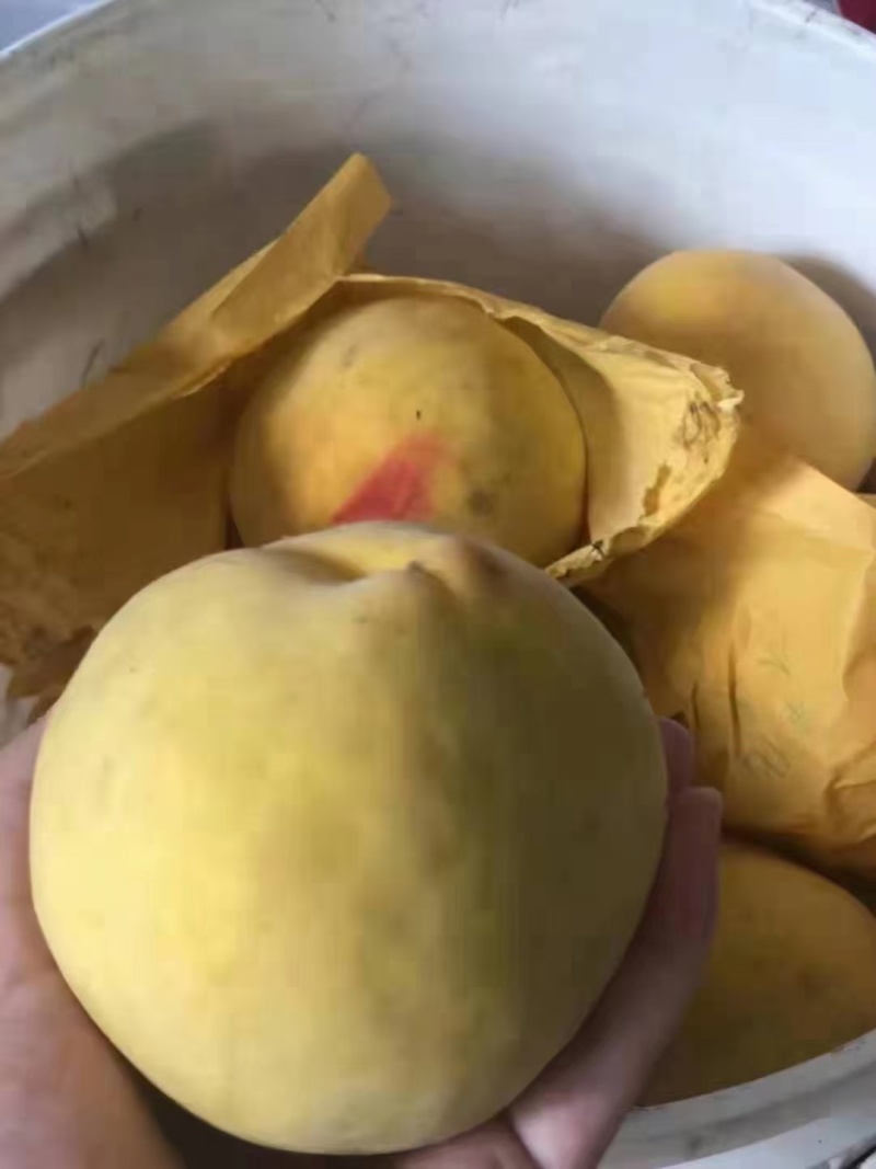 甜黄桃