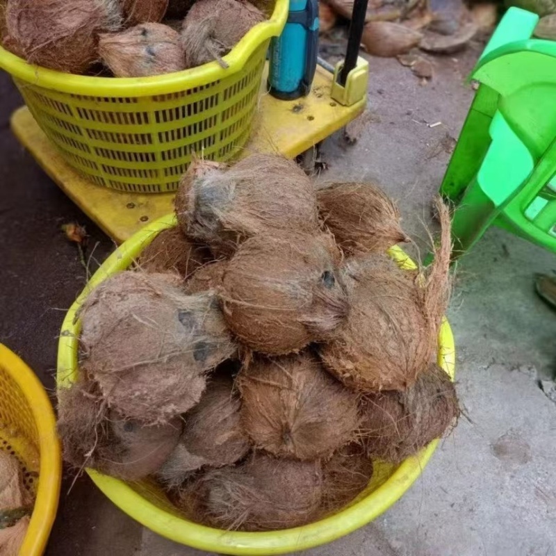 椰子老毛椰子产地直供一手货源量大从优欢迎来电