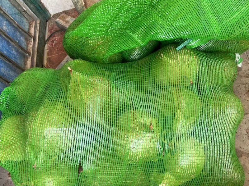 椰子老毛椰子产地直供一手货源量大从优欢迎来电