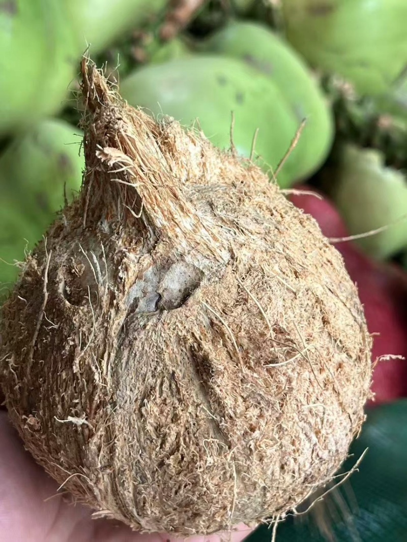 椰子老毛椰子产地直供一手货源量大从优欢迎来电