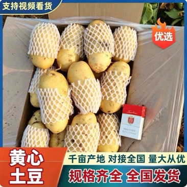 【黄心土豆&荷兰十五土豆】山东新土豆/规格齐全/全国发货