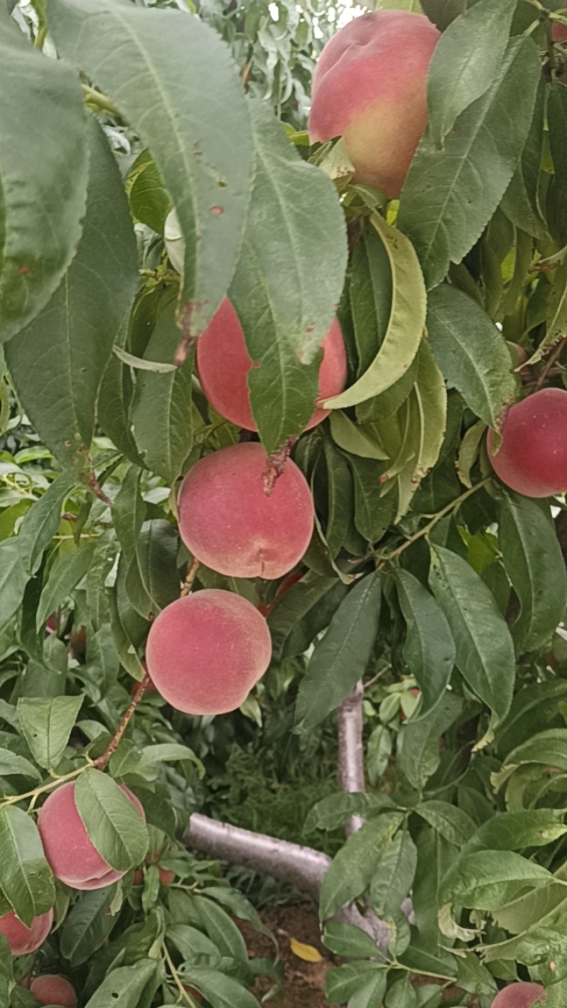穿枣红桃子