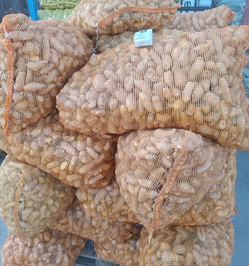 姜母产地批发【常年供应/全国发货】大/小姜母/欢迎来电