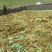 青海纯野生全缘绿绒蒿基地直供质量保证全国发货