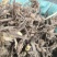 青海纯野生全缘绿绒蒿基地直供质量保证全国发货