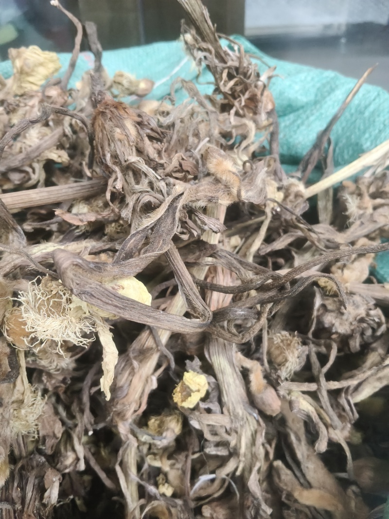 青海纯野生全缘绿绒蒿基地直供质量保证全国发货