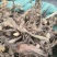 青海纯野生全缘绿绒蒿基地直供质量保证全国发货