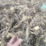 青海纯野生全缘绿绒蒿基地直供质量保证全国发货