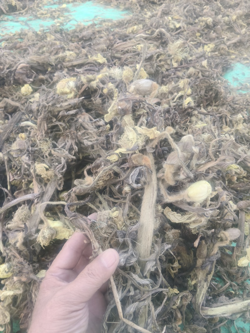 青海纯野生全缘绿绒蒿基地直供质量保证全国发货