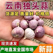 独头蒜产地批发（坏烂包赔全国发货）现货供应/量大从优