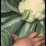 菜花