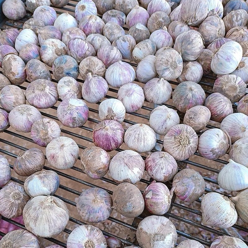 独头蒜产地批发（坏烂包赔全国发货）现货供应/量大从优