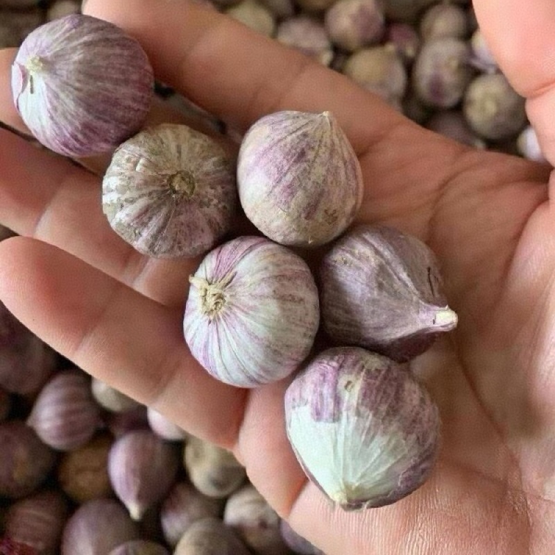 独头蒜产地批发（坏烂包赔全国发货）现货供应/量大从优